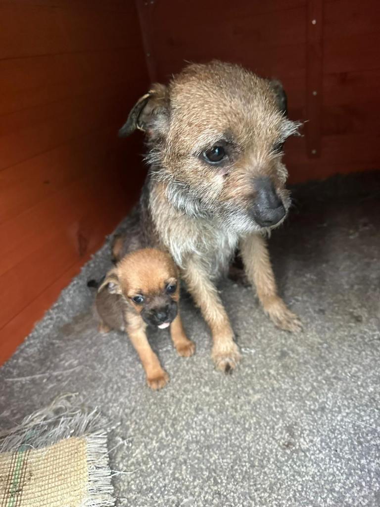 Loving border terrier puppy last to go