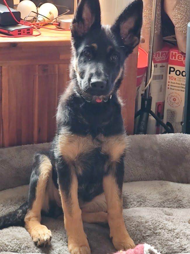 16 week old German Shepherd Female puppy for sale | in Huddersfield ...