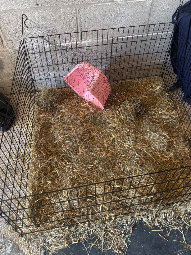 Guinea pig run 