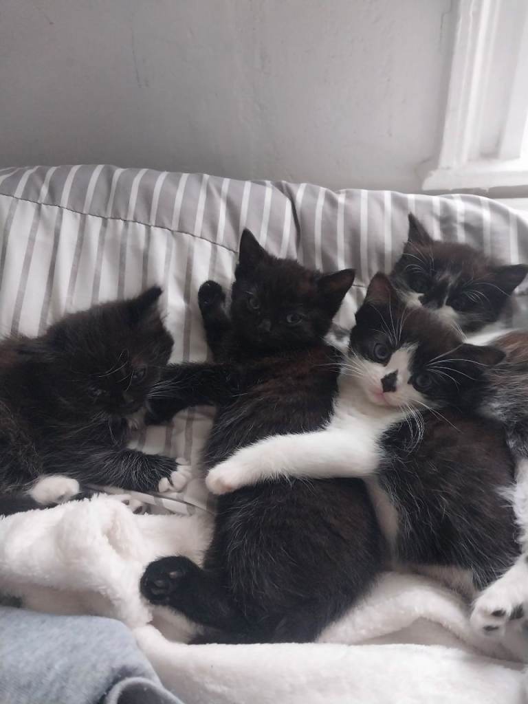 American shorthair kittens 