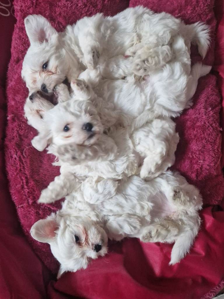I will sell Maltese 
