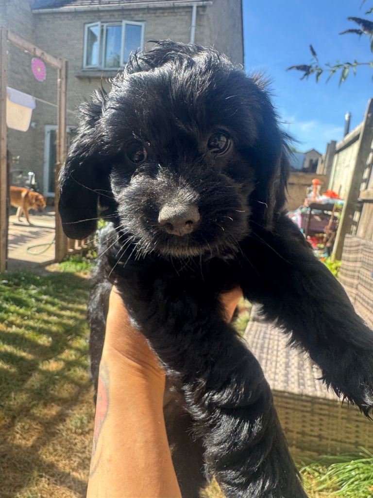 We have 1 beautiful cockerpoo, shihpoo cross puppy left for sale
