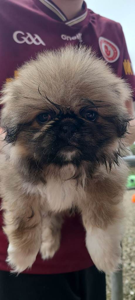 Beautiful Pekingese Pups 