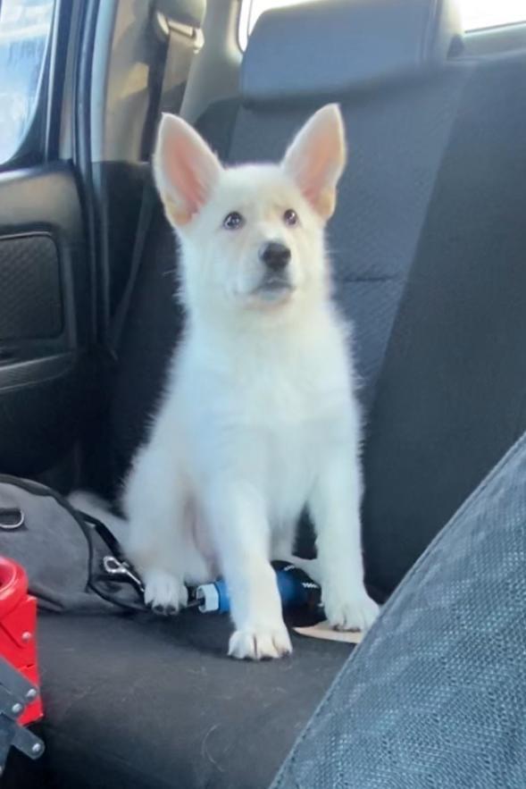 Northern Inuit X apricot German shepherd puppie