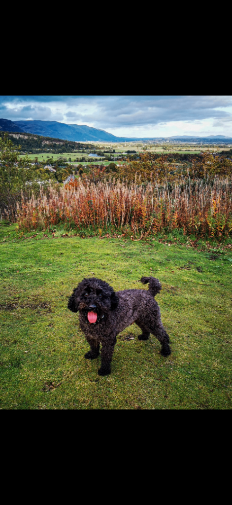 Toy poodle