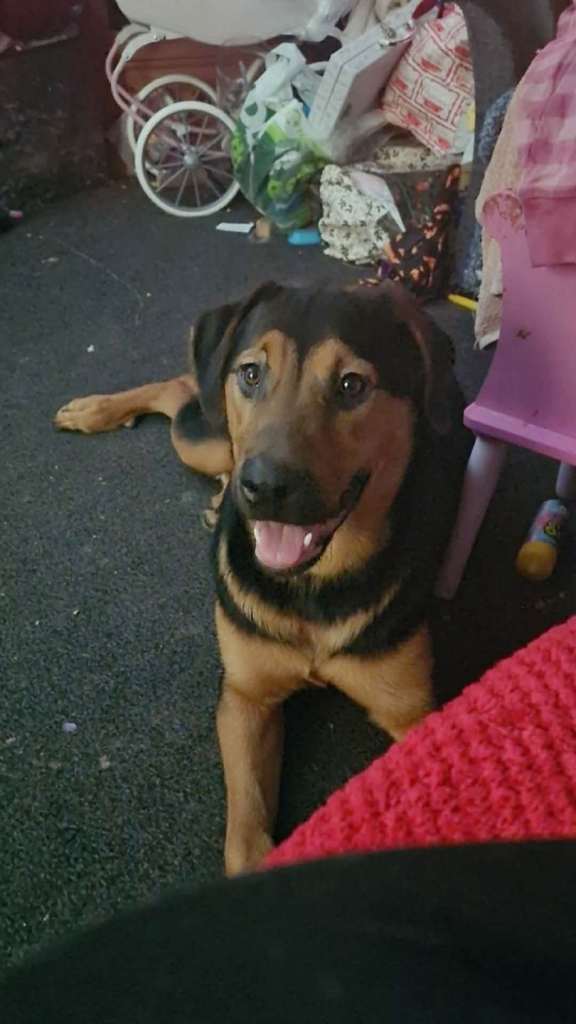 German Shepherd cross rottweiler 