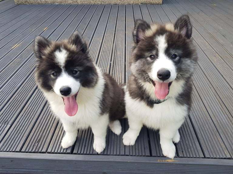 Beautiful Samoyed/Siberian Husky puppies 