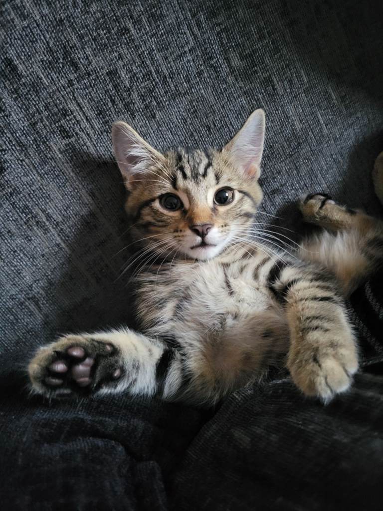 Beautiful tabby boy kitten looking fpr a loving home