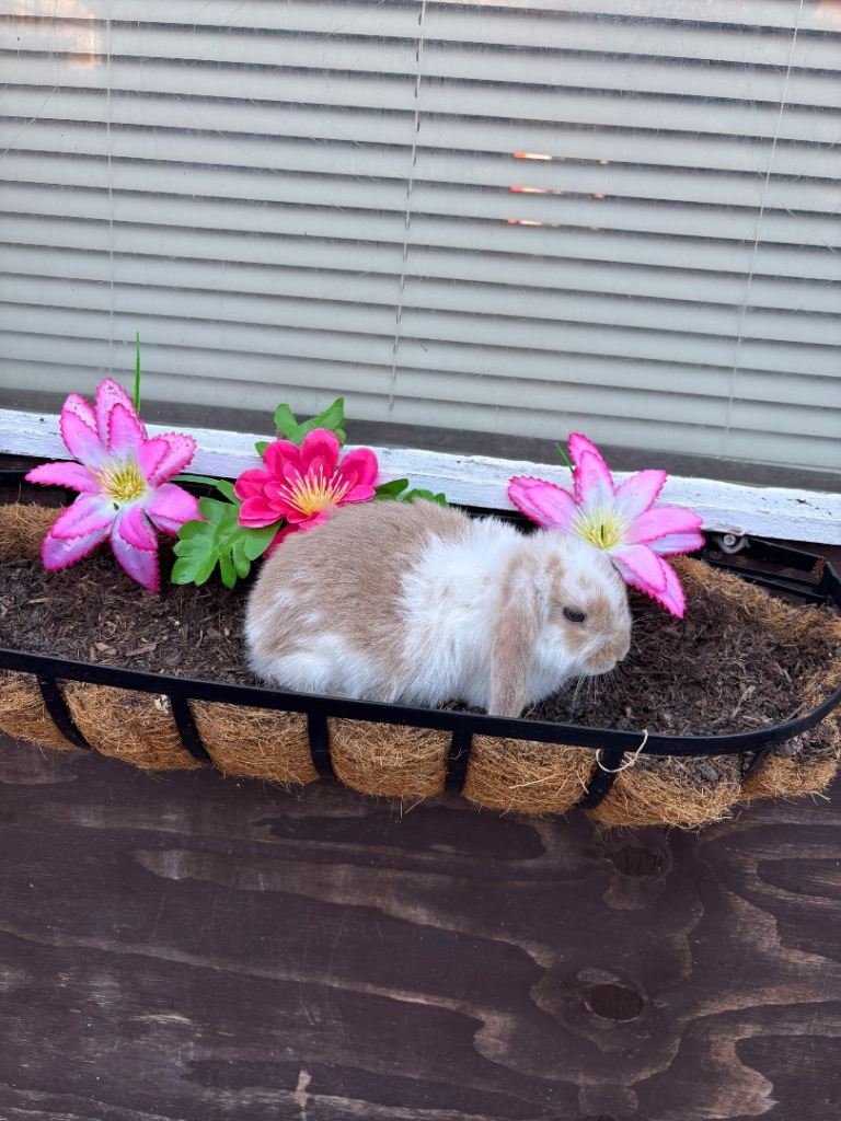 Pure mini lop baby bunnies 