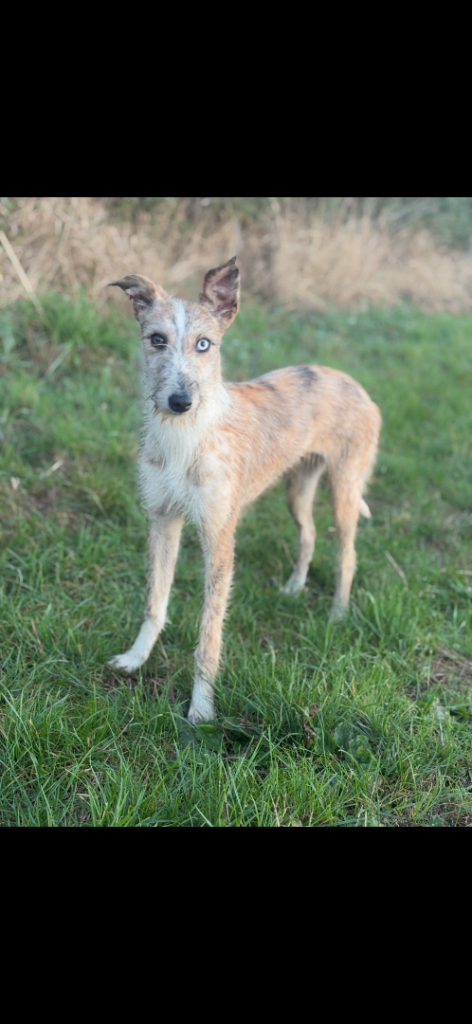1 year old lurcher 