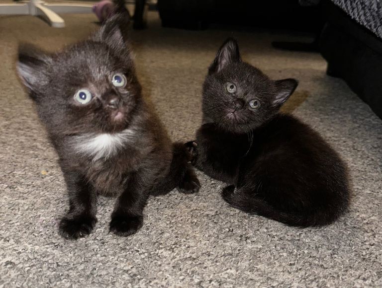3 beautiful kittens 