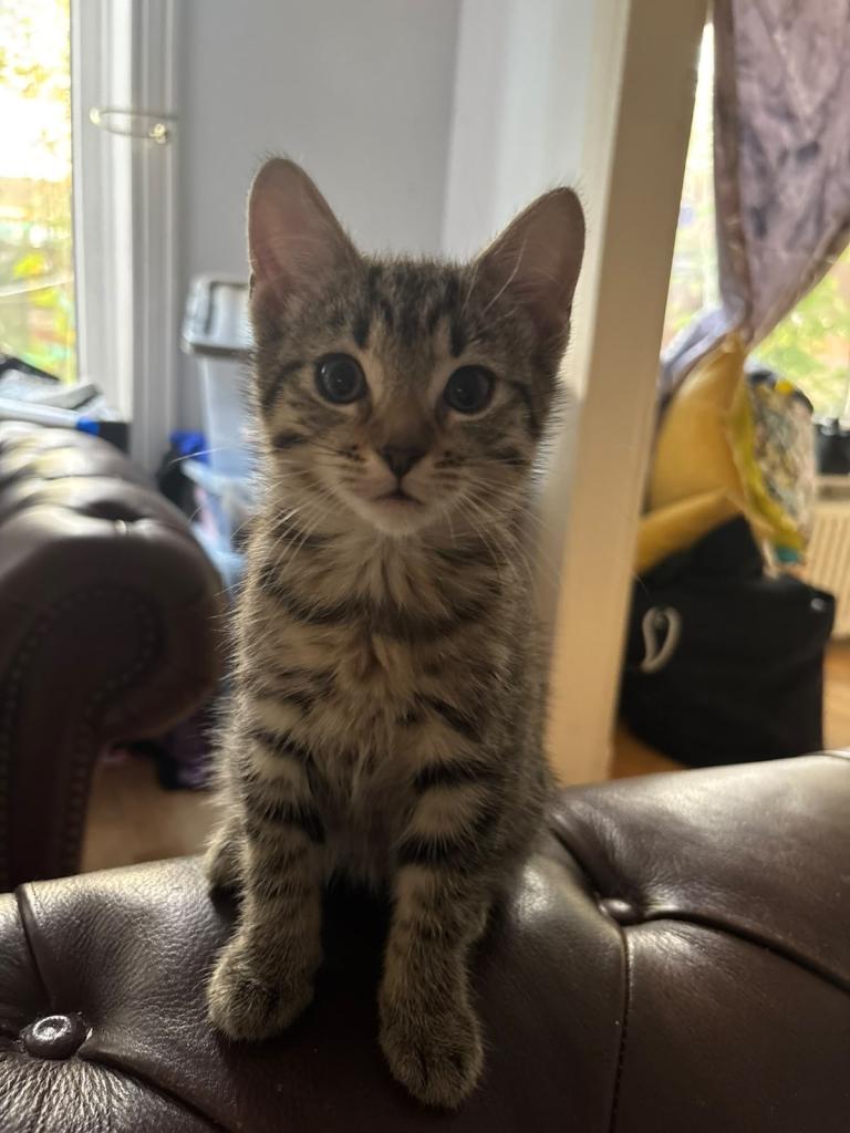 Kittens for sale