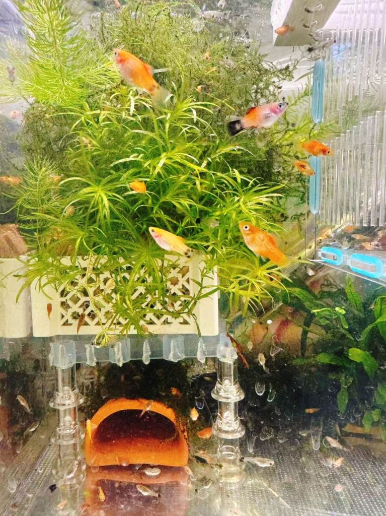 Beautiful small Platy, Guppy,Molly & Bristlenose Pleco –from home Hobby Tank