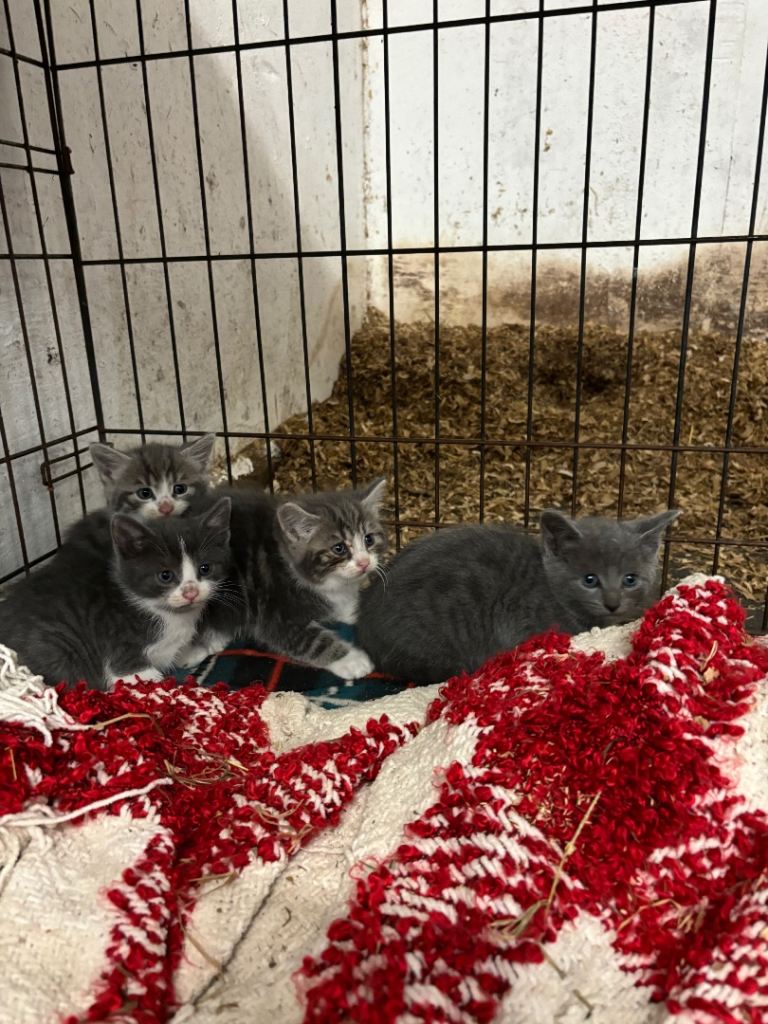Kittens