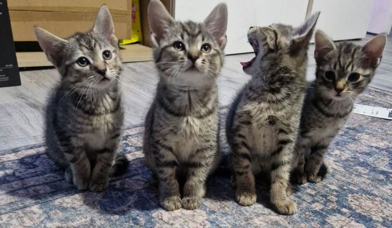 Kittens ready to leave