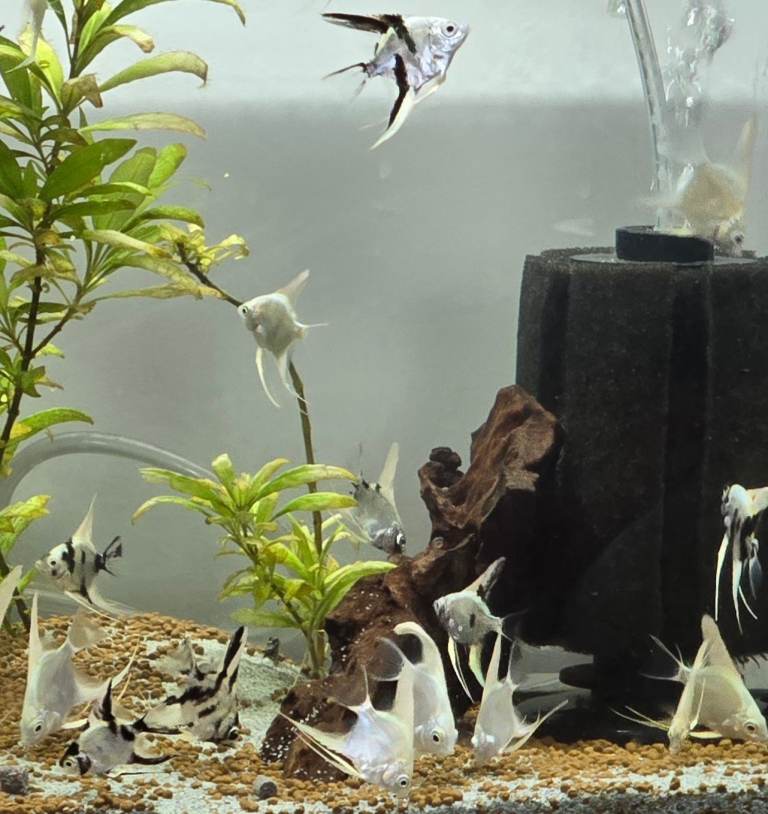 Angel Fish 