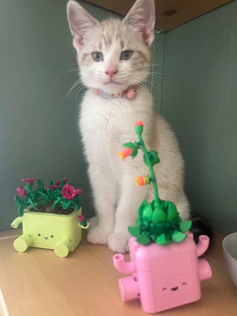 Kitten