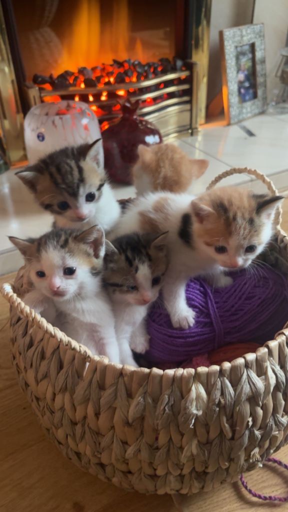 Adorable Kittens Looking for Forever Homes! 🐾