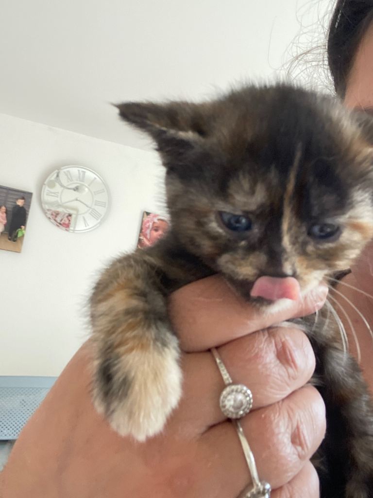 Tortoise Kitten for sale