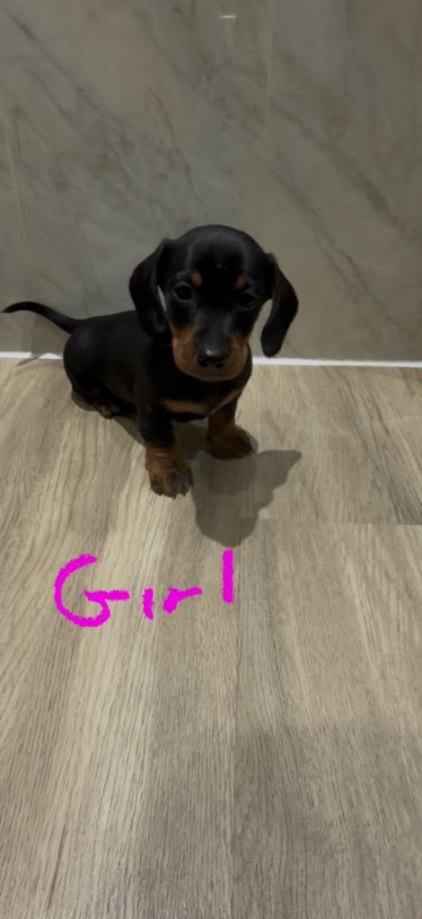 DACHSHUND GIRL READY TO GO!