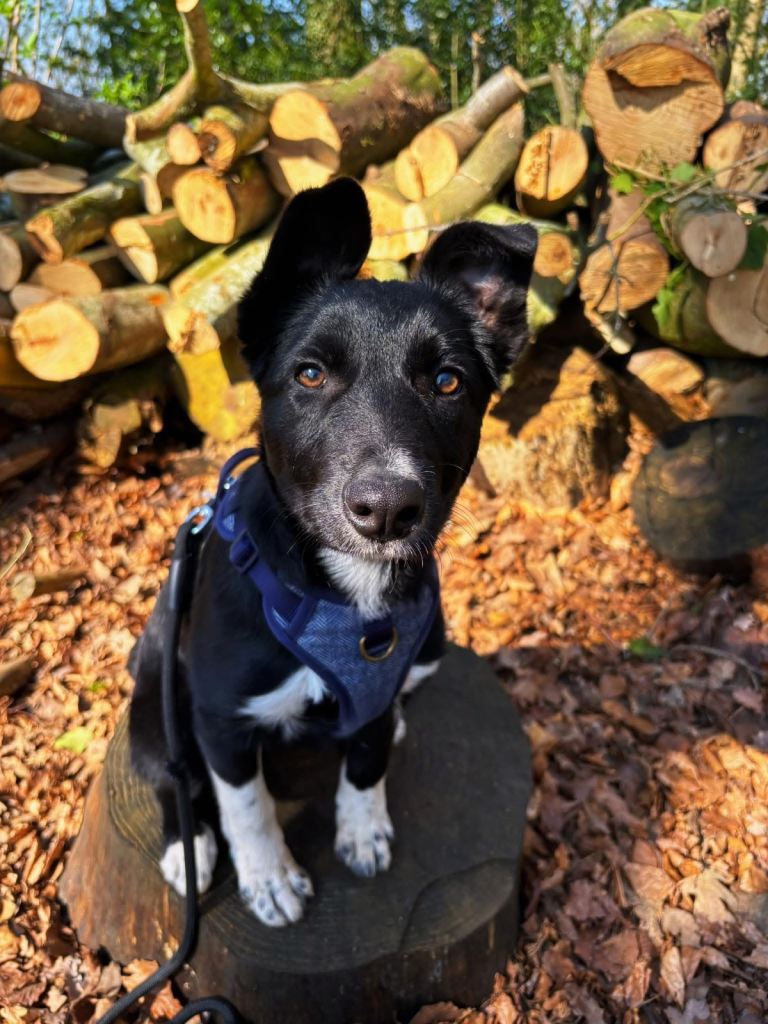 10 month old collie 