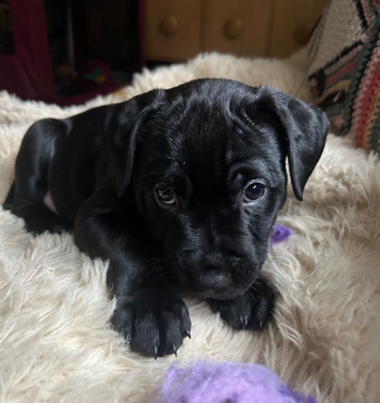 🐶 Staffy × Mastiff Puppies – Family Raised, Loving Homes Needed