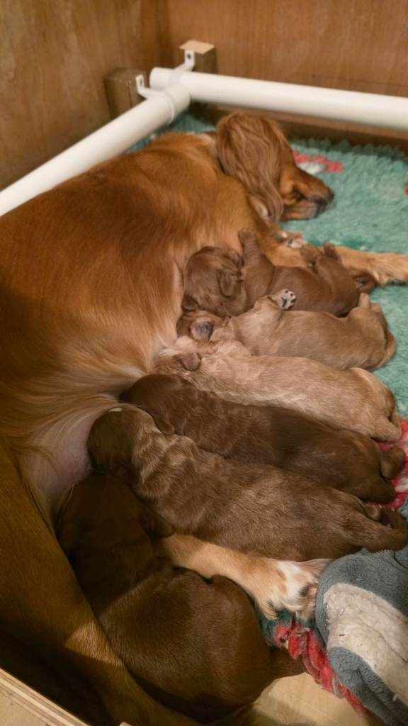 F1 COCKERPOO PUPPIES