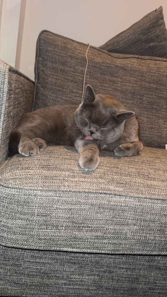 1 Year Old Male British Shorthair – Calm, Playful & Very Friendly