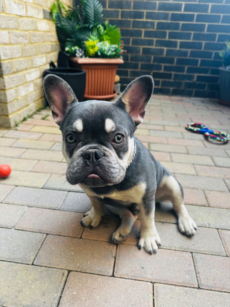  Stunning French Bulldog 6 Months Old