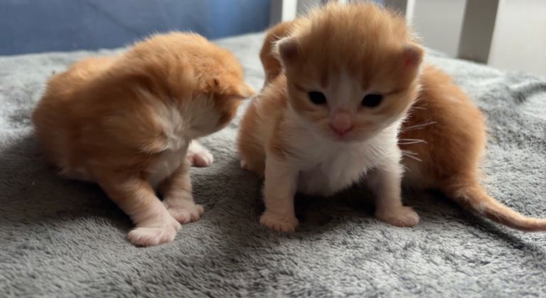 All kittens have been reserved 