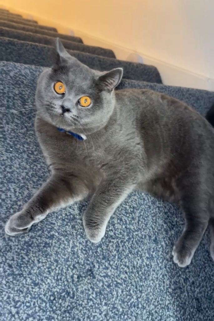 British Shorthair Cat(SOLD)
