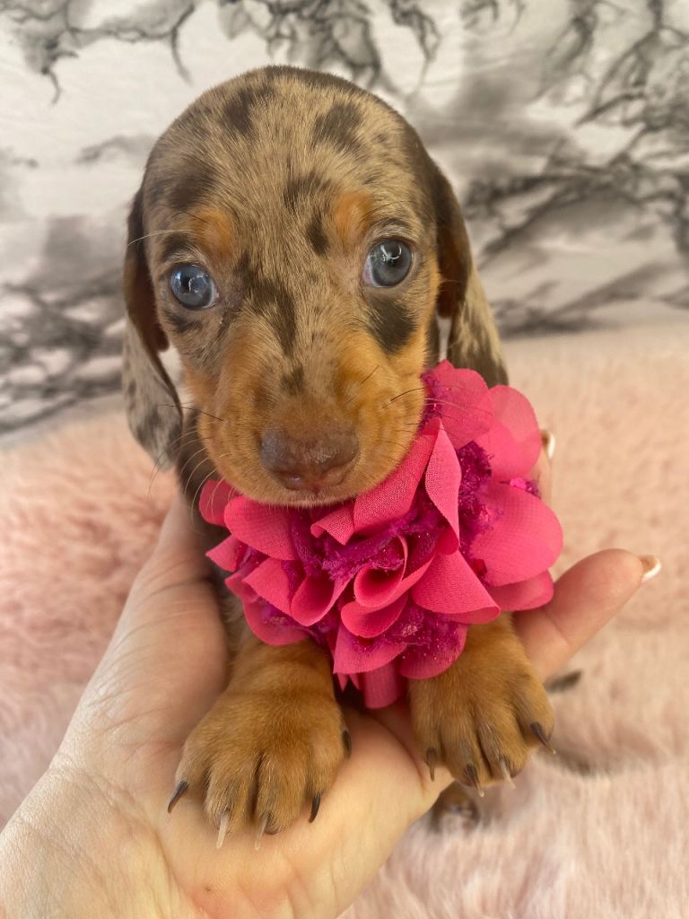 Miniature dachshund pups 