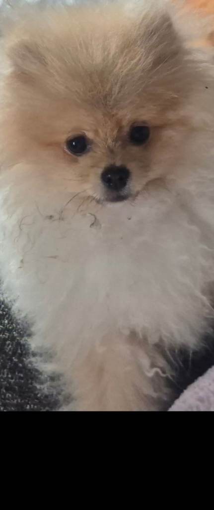 6 month old male pomeranian puppy