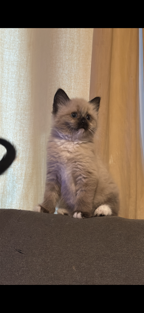 Ragdoll kittens, ready for their forever homes, 2 males and one female (read the description)