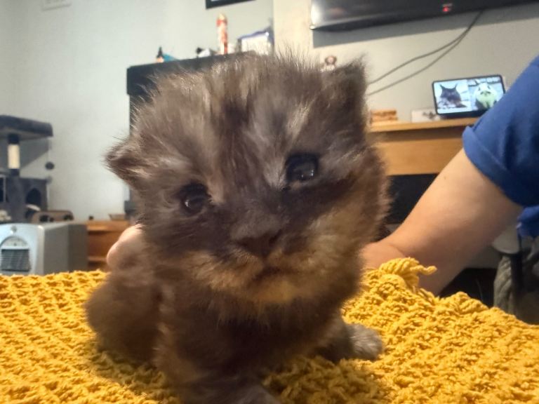 Maine coon X kittens 