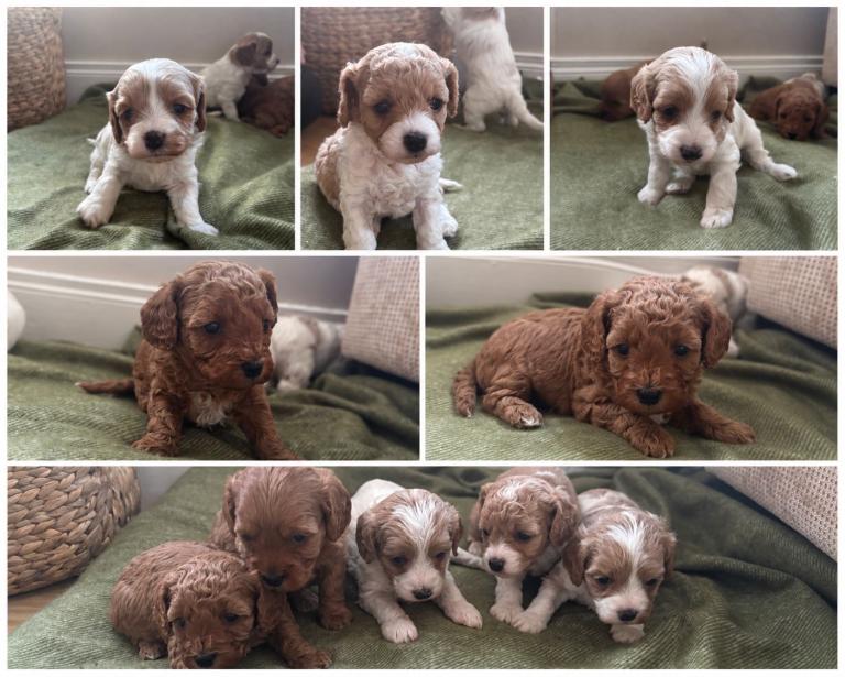 Cavapoos  puppies