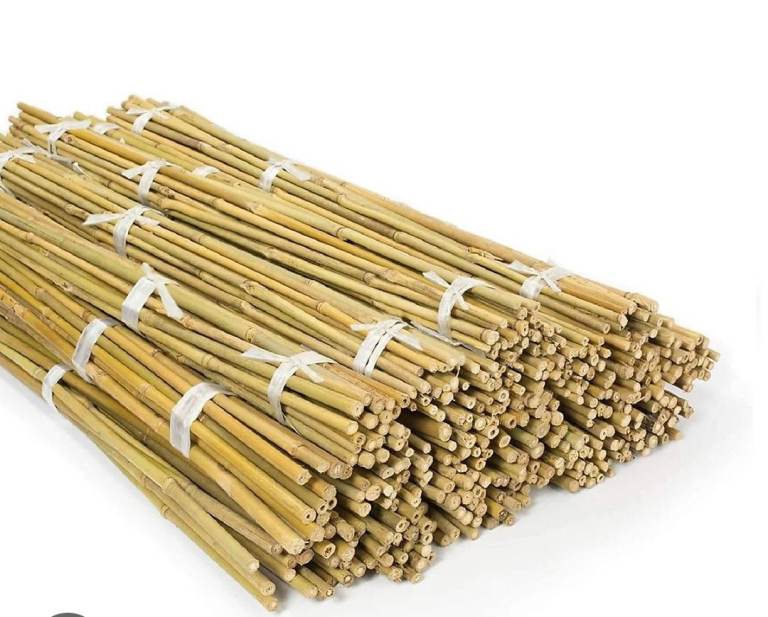 200 bamboo Canes 