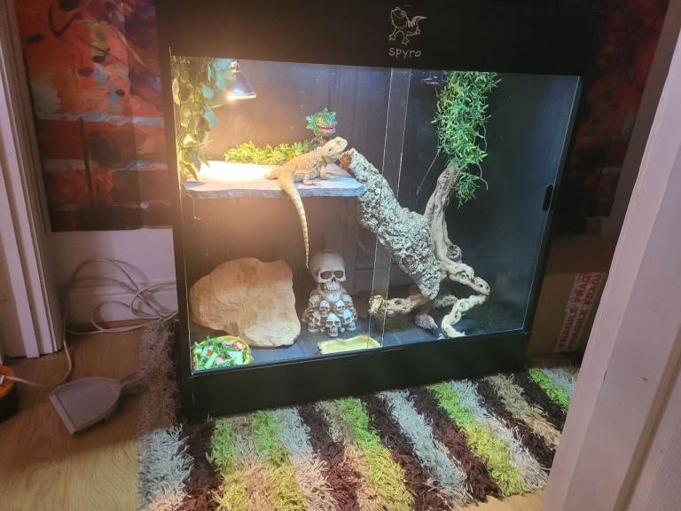 Bearded dragon