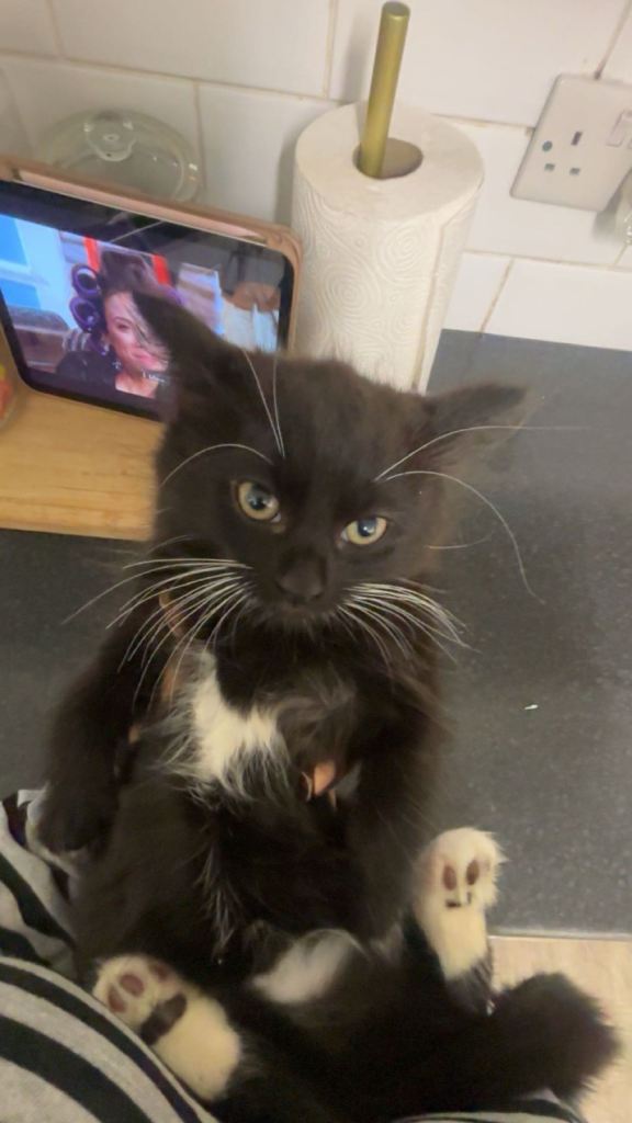 Maine coon female kitten ready to leave today!