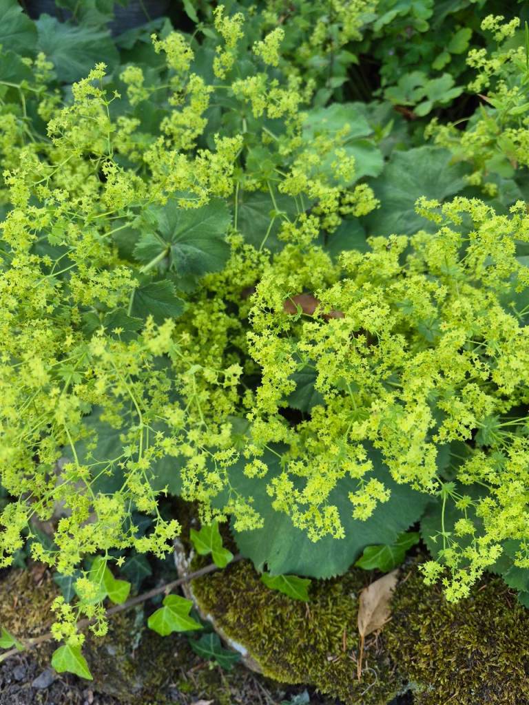 Lovely Alchemilla Mollis Plant - Lush Green Foliage and Flowers