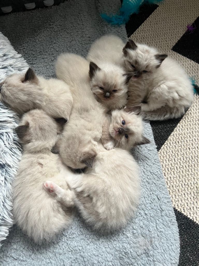 Ragdoll kitten