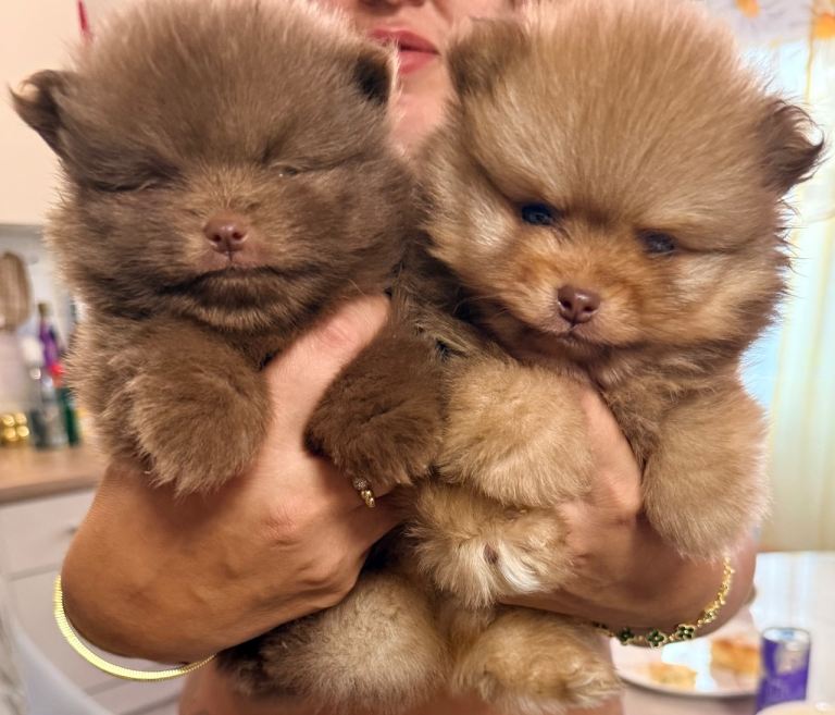 🐾 Beautiful KC reg Teddy pomeriana  boy  🐾