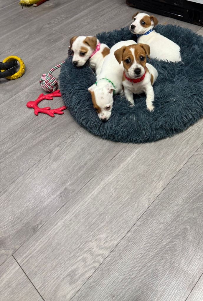 8 Week Old Jack Russel Puppies 