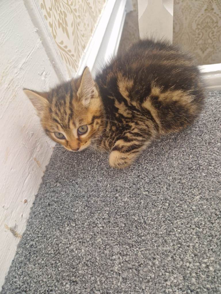2 stunning kittens