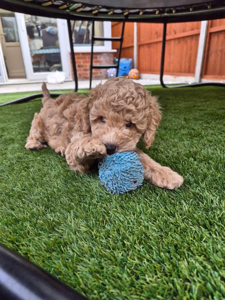 Cockapoo puppy available now 