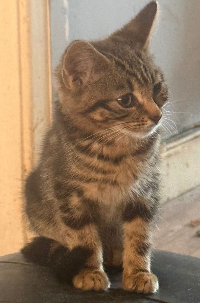 Kittens for sale