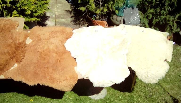 SHEEPSKIN RUGS .."Assorted"