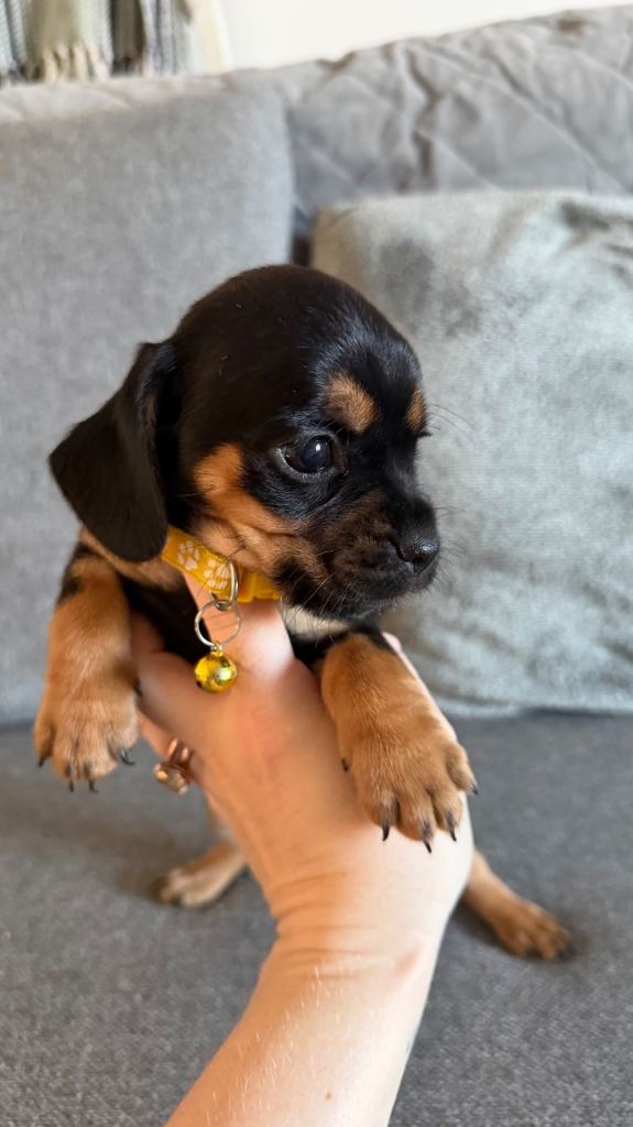 Dachshund cross frenchie