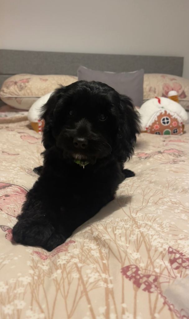 Last Girl Cockapoo Puppy Ready to leave Now 