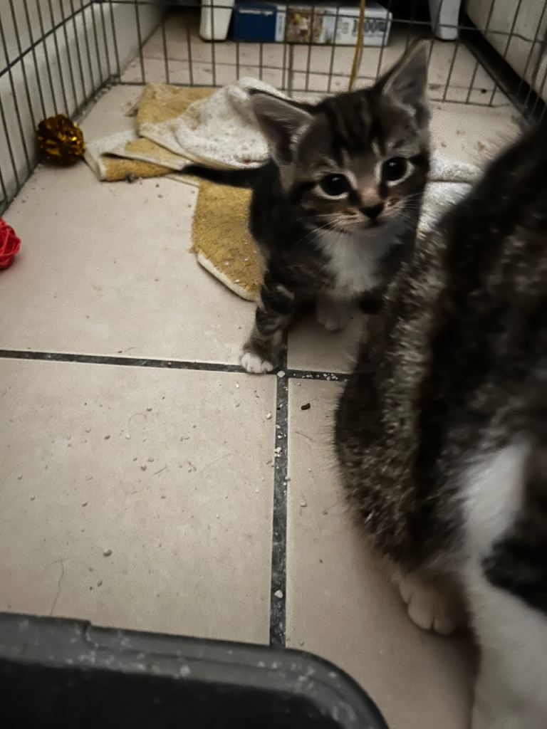 Kittens